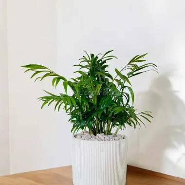 Cây Cau Tiểu Trâm Mini Để Bàn - Trang Trí Tiểu Cảnh Phong Thủy Giá Rẻ 33000đ 4 Cây Cau Tiểu Trâm Mini Để Bàn - Trang Trí Tiểu Cảnh Phong Thủy Giá Rẻ 33000đ 4