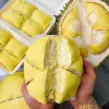 Combo Bánh Sầu Riêng Crepe Giảm Giá - 1 Ổ 16cm + 4 Bánh Crepe Chỉ 189.000đ 1