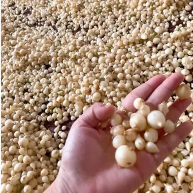 Củ Nén Quảng Ngãi Giá Rẻ - Hành Tăm Bịch Nhỏ 9K Dùng Thử 1