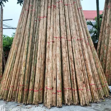 Gậy Tục Gốc Trúc Tự Nhiên Giảm Giá - Mua Ngay 150k Thay Vì 192k