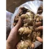Gừng Ta Lòng Vàng Hà Giang 1KG - Nông Sản Sạch, Tươi Ngon, Giá Chỉ 48500đ