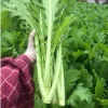 Hạt Giống Cải Mèo Hà Giang MiNa Nảy Mầm 99% Cây To Không Lông Gói 3000 Hạt Giá Tốt