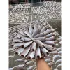 Khô cá lù đù Bến Tre giá rẻ 65k - Món ăn đậm vị mặn vừa ăn ngon chuẩn vị