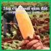 Sâm đất Lào Cai tự nhiên đặc sản, 2-5kg, giảm giá còn 56000đ/kg, mua ngay tiết kiệm 1