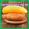 Sâm đất Lào Cai tự nhiên đặc sản, 2-5kg, giảm giá còn 56000đ/kg, mua ngay tiết kiệm