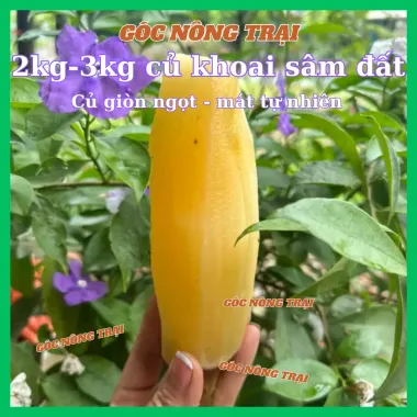 Sâm đất Lào Cai tự nhiên đặc sản, 2-5kg, giảm giá còn 56000đ/kg, mua ngay tiết kiệm 5