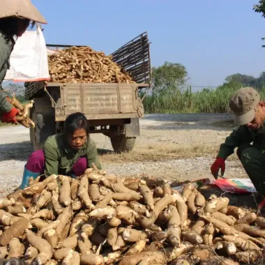Tinh bột Bình Tinh nguyên chất 100% từ Ninh Thuận - Củ báng, củ khoai hạ giá chỉ 125000đ/kg 4