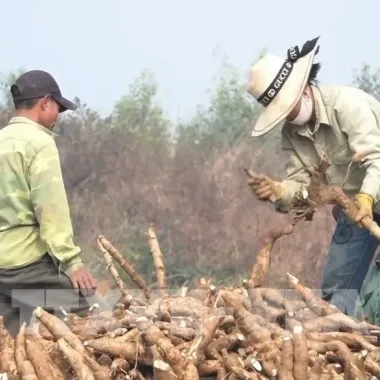 Tinh bột Bình Tinh nguyên chất 100% từ Ninh Thuận - Củ báng, củ khoai hạ giá chỉ 125000đ/kg 5