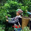 Trà Shan Tuyết Hà Giang Giảm Giá - Thanh Toán 154k Thay 189k, Hương Thơm Thanh Khiết Cổ Thụ 1