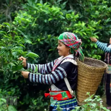 Trà Shan Tuyết Hà Giang Giảm Giá - Thanh Toán 154k Thay 189k, Hương Thơm Thanh Khiết Cổ Thụ 1