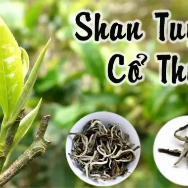 Trà Shan Tuyết Hà Giang Giảm Giá - Thanh Toán 154k Thay 189k, Hương Thơm Thanh Khiết Cổ Thụ 6