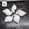Vỏ Ốc Tự Nhiên Thay Thế Ốc Mượn Hồn - 12 Cái/Hộp - Giá Tốt 12.000Đ 3