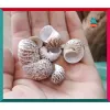 Vỏ Ốc Tự Nhiên Thay Thế Ốc Mượn Hồn - 12 Cái/Hộp - Giá Tốt 12.000Đ 4