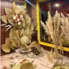 Bông Lau Xù Sấy Khô Trang Trí Chụp Ảnh - Background Sân Khấu Tiệc Cưới Giá Tốt 15900đ