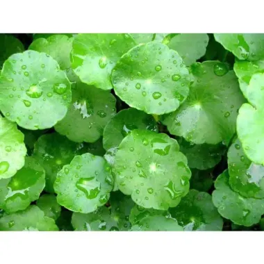 Cây Sen Dù Dễ Trồng, Không Cần CO2, Giá 2500đ - Cây Thủy Sinh Cho Người Mới