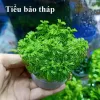 Cây Tiểu Bảo Tháp Thủy Sinh Dễ Trồng, Không Cần CO2, Giá Chỉ 8900đ