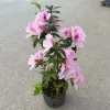 Chậu Hoa Đỗ Quyên Sân Vườn 30cm - Trang Trí Ban Công Giá Rẻ 10000đ
