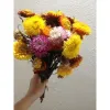 Combo Hoa Khô Đà Lạt Đa Dạng - Giảm 720K Còn 240K - Mua Ngay