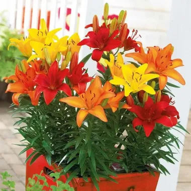 Củ ly lùn Hà Lan đa màu siêu đẹp - Giá chỉ 4500đ, tiết kiệm ngay!