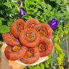 Hồng sấy dẻo nguyên trái Đà Lạt 500gr - Hồng treo gió dẻo ngon loại 1 giá chỉ 22000đ