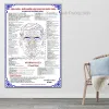 Tranh Dán Tường Diện Chẩn Bùi Quốc Châu - Phác Đồ Huyệt Đạo & Hệ Kinh Lạc Giá Tốt 55760đ