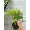 Chậu cây Đinh lăng lá nhỏ - Cây cảnh trong nhà, giá chỉ 35k giảm từ 43.75k
