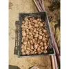 Khoai tây hồng Đà Lạt size trung bùi bở - Giảm còn 50k từ 64k