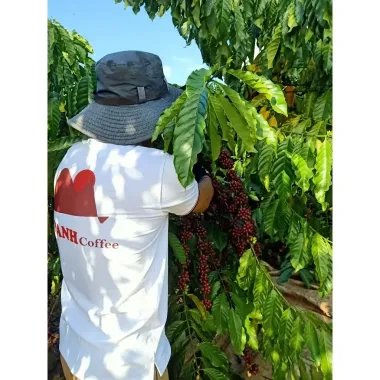 Cà phê Robusta nguyên chất MYANH COFFEE Lâm Đồng 500gr rang mộc tự nhiên giá rẻ chỉ 135k 4 Cà phê Robusta nguyên chất MYANH COFFEE Lâm Đồng 500gr rang mộc tự nhiên giá rẻ chỉ 135k 4