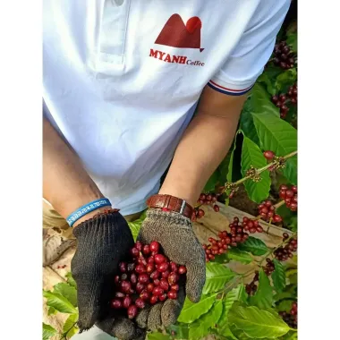 Cà phê Robusta nguyên chất MYANH COFFEE Lâm Đồng 500gr rang mộc tự nhiên giá rẻ chỉ 135k 5 Cà phê Robusta nguyên chất MYANH COFFEE Lâm Đồng 500gr rang mộc tự nhiên giá rẻ chỉ 135k 5