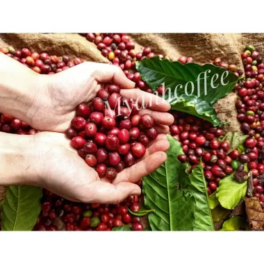 Cà phê Robusta nguyên chất MYANH COFFEE Lâm Đồng 500gr rang mộc tự nhiên giá rẻ chỉ 135k 6 Cà phê Robusta nguyên chất MYANH COFFEE Lâm Đồng 500gr rang mộc tự nhiên giá rẻ chỉ 135k 6