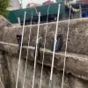 Cần câu UL Hoàng Đế Emperor predator Màu Tím trắng cao cấp dành cho máy đứng và ngang Bắt Cá Câu Cá 6