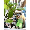 Cao Lá Nam Trị Mụn Tận Gốc - Giá Chỉ 32.500Đ - Dưỡng Da Sạch Mụn 3