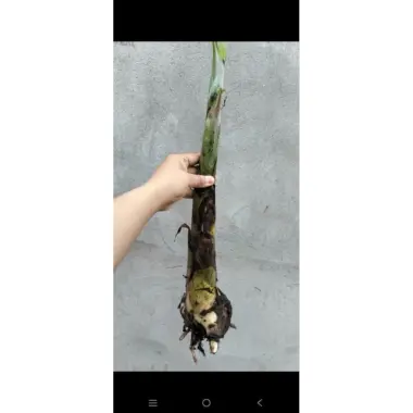 Cây Chuối Con Giống Hột Nàng Tiên Xiêm Giá Rẻ 45k Nhà Trồng 2