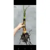 Cây Chuối Con Giống Hột Nàng Tiên Xiêm Giá Rẻ 45k Nhà Trồng 4