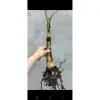 Cây Chuối Con Giống Hột Nàng Tiên Xiêm Giá Rẻ 45k Nhà Trồng 6