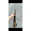 Cây Chuối Con Giống Hột Nàng Tiên Xiêm Giá Rẻ 45k Nhà Trồng 8