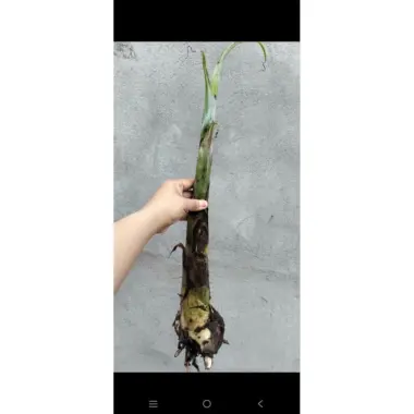 Cây Chuối Con Giống Hột Nàng Tiên Xiêm Giá Rẻ 45k Nhà Trồng 8