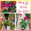 Cây Hoa Phong Lữ Đứng Nầu 25-30cm Ra Hoa Nhiều - Giá Rẻ 30.000đ