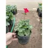 Cây Hoa Phong Lữ Đứng Nầu 25-30cm Ra Hoa Nhiều - Giá Rẻ 30.000đ 2