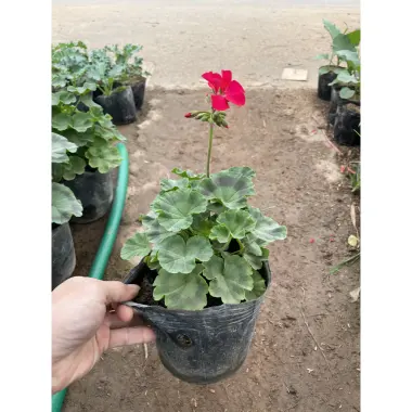 Cây Hoa Phong Lữ Đứng Nầu 25-30cm Ra Hoa Nhiều - Giá Rẻ 30.000đ 2