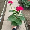 Cây Hoa Phong Lữ Đứng Nầu 25-30cm Ra Hoa Nhiều - Giá Rẻ 30.000đ 3