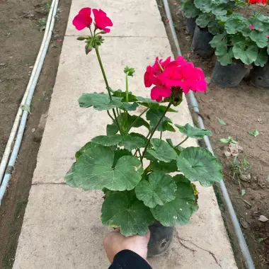 Cây Hoa Phong Lữ Đứng Nầu 25-30cm Ra Hoa Nhiều - Giá Rẻ 30.000đ 3