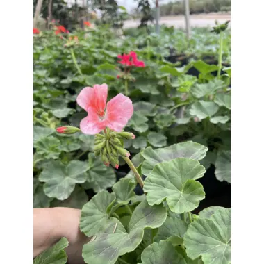 Cây Hoa Phong Lữ Đứng Nầu 25-30cm Ra Hoa Nhiều - Giá Rẻ 30.000đ 4