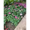 Cây Hoa Phong Lữ Đứng Nầu 25-30cm Ra Hoa Nhiều - Giá Rẻ 30.000đ 5