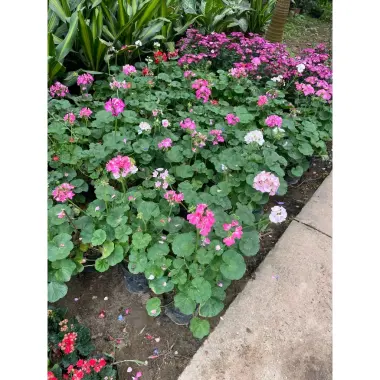 Cây Hoa Phong Lữ Đứng Nầu 25-30cm Ra Hoa Nhiều - Giá Rẻ 30.000đ 5