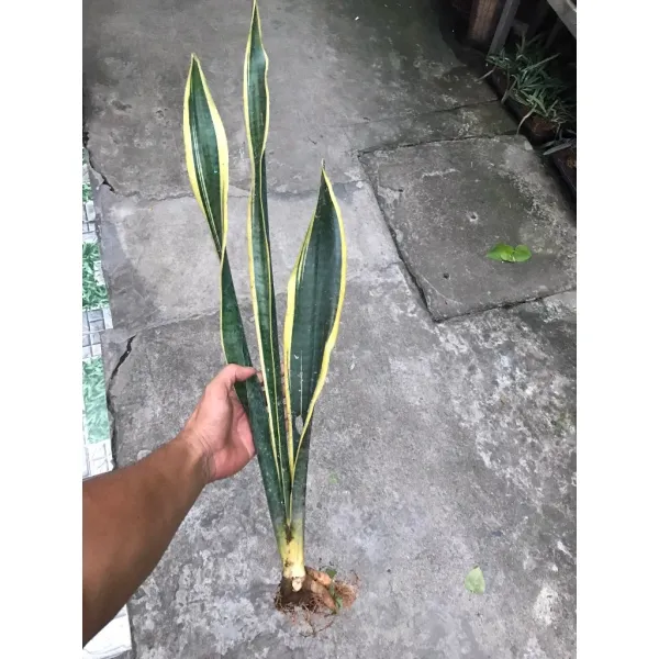 Hình ảnh sản phẩm Cây Lưỡi Hổ Viền Vàng Giá Rẻ Hà Nội - Mua Chỉ 20.000Đ Thay Vì 24.000Đ