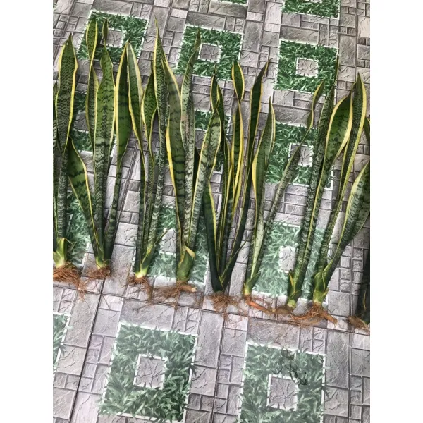 Hình ảnh sản phẩm Cây Lưỡi Hổ Viền Vàng Giá Rẻ Hà Nội - Mua Chỉ 20.000Đ Thay Vì 24.000Đ