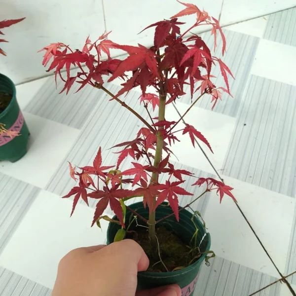 Hình ảnh sản phẩm Cây Phong Lá Đỏ Bonsai Mini Giá Rẻ, Chậu Đẹp - Giảm 54% còn 189k
