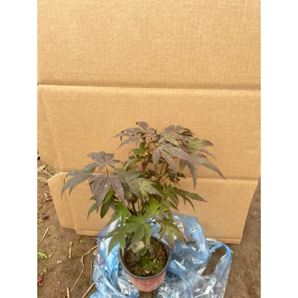 Hình ảnh sản phẩm Cây Phong Lá Đỏ Bonsai Mini Giá Rẻ, Chậu Đẹp - Giảm 54% còn 189k