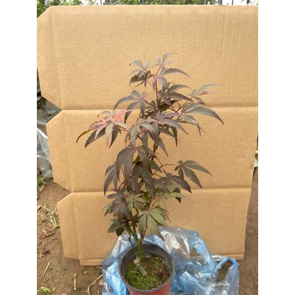 Cách bố trí cây Phong lá đỏ bonsai mini trong không gian nhỏ: ý tưởng trang trí sân vườn và ban công